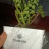Live Jade Plant In Blossom White Pot