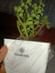 Live Jade Plant In Blossom White Pot Live Jade Plant In Blossom White Pot