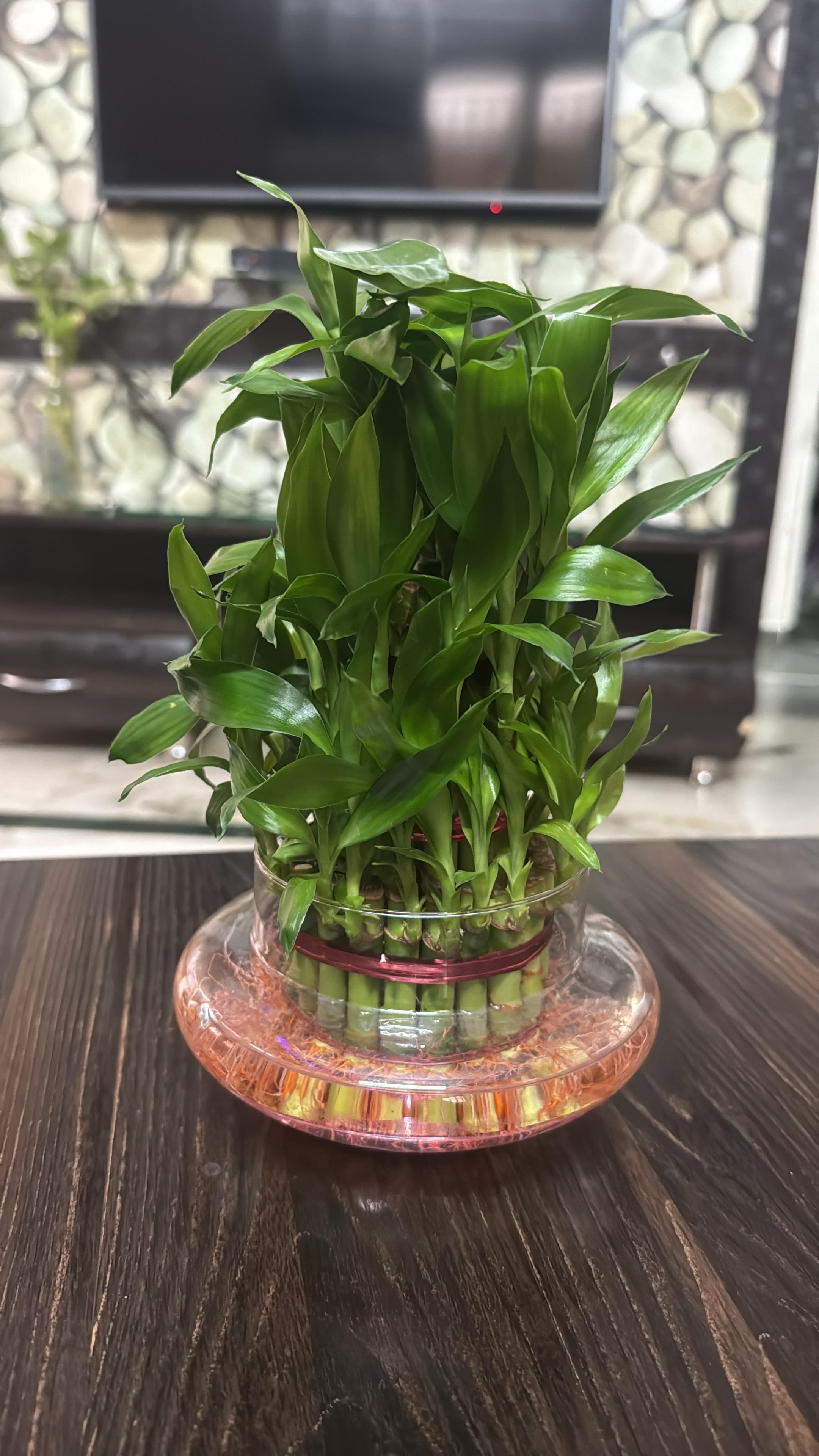 Three Layer Lucky Bamboo In Pot Puri Glass Vase