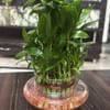 Three Layer Lucky Bamboo In Pot Puri Glass Vase