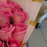 Pink Rose Petals Draped In Dawnlight