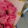 Pink Rose Petals Draped In Dawnlight Pink Rose Petals Draped In Dawnlight