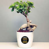 Ficus Microcarpa Plant in White Vase for Dad