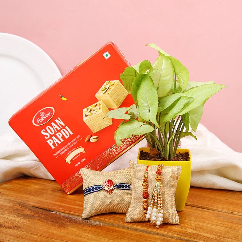 Send Family Plant Rakhi Combo Online