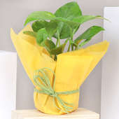 Money Plant in Yellow Gift Wrap
