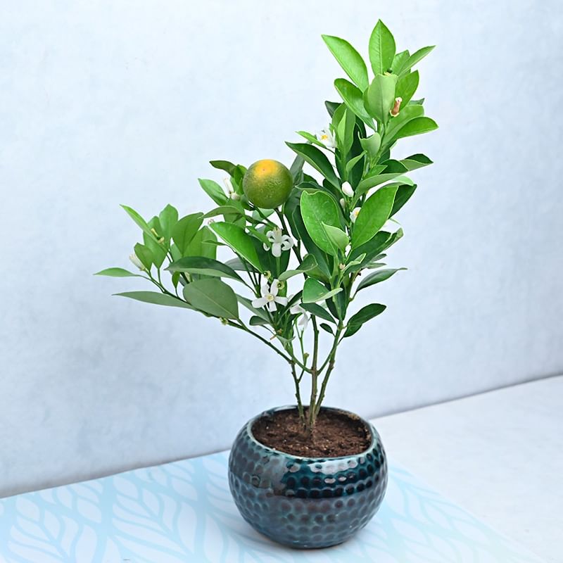Fascinating Orange Plant