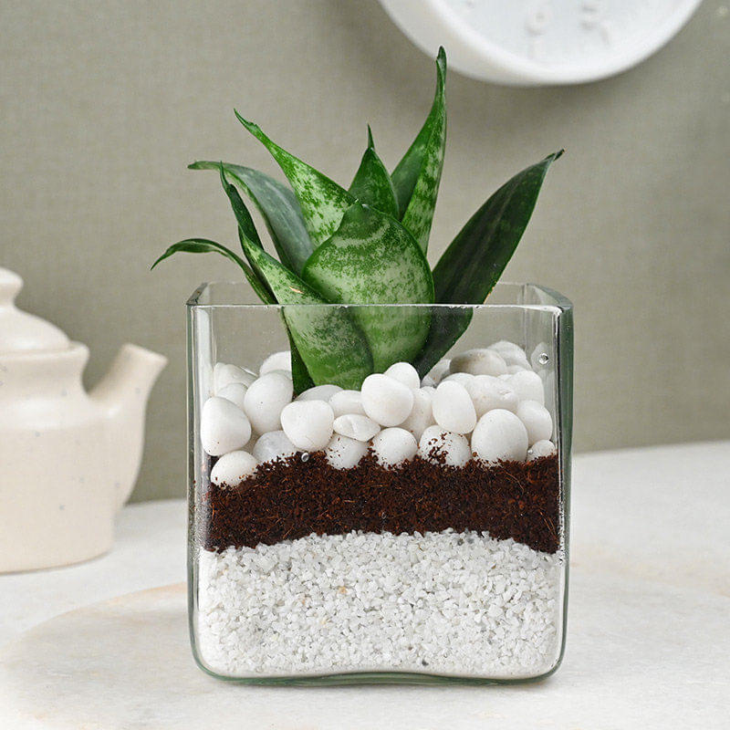 Buy Fasinating Snake Plant Online 