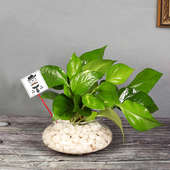 Money Plant for Dad