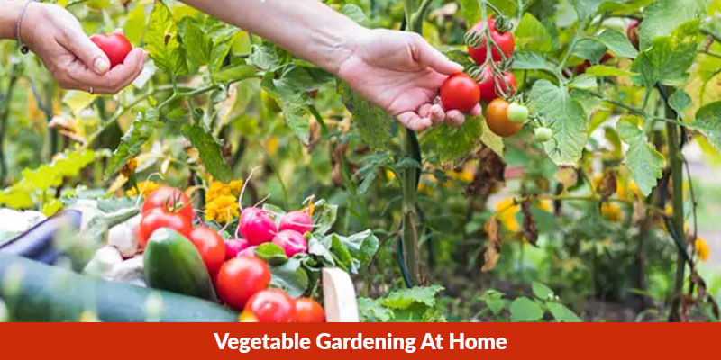 10 Favourite Vegetables To Grow At Home