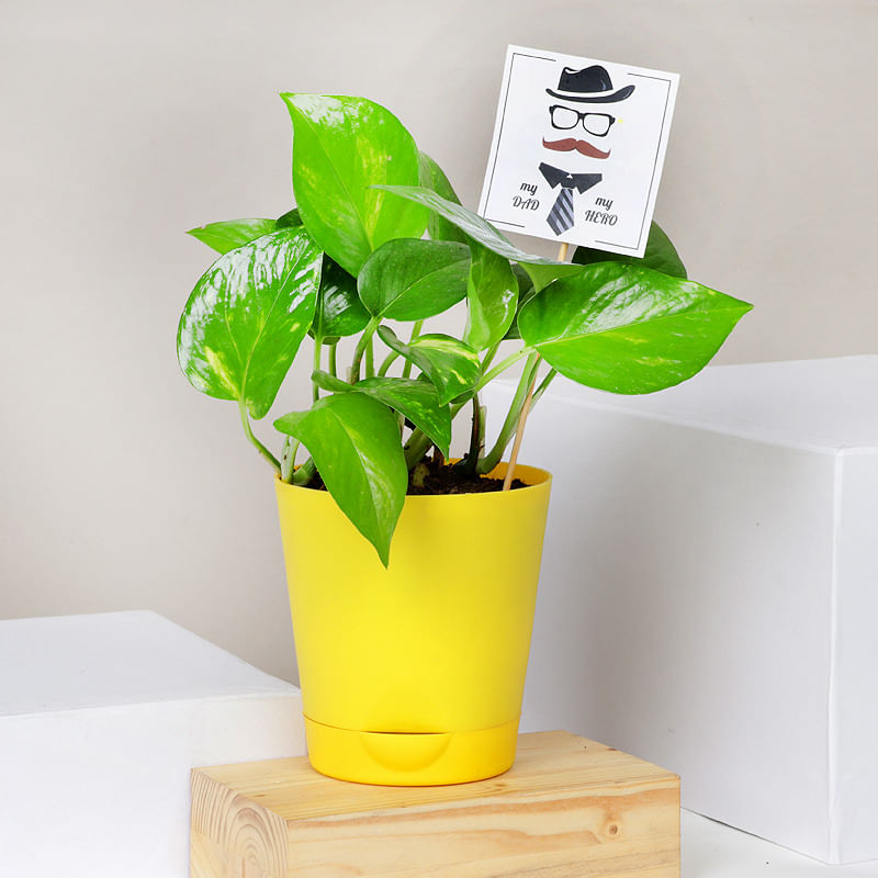 Fday Money Plant
