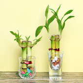 Feel Blessed Lucky Bamboo Plants Online in Shot Glasses