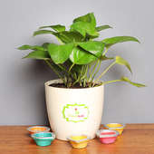 Feng Shui Love Money Plant - Good Luck Plant Indoors in Floweraura Rhonda Vase with Set of 5 Diyas