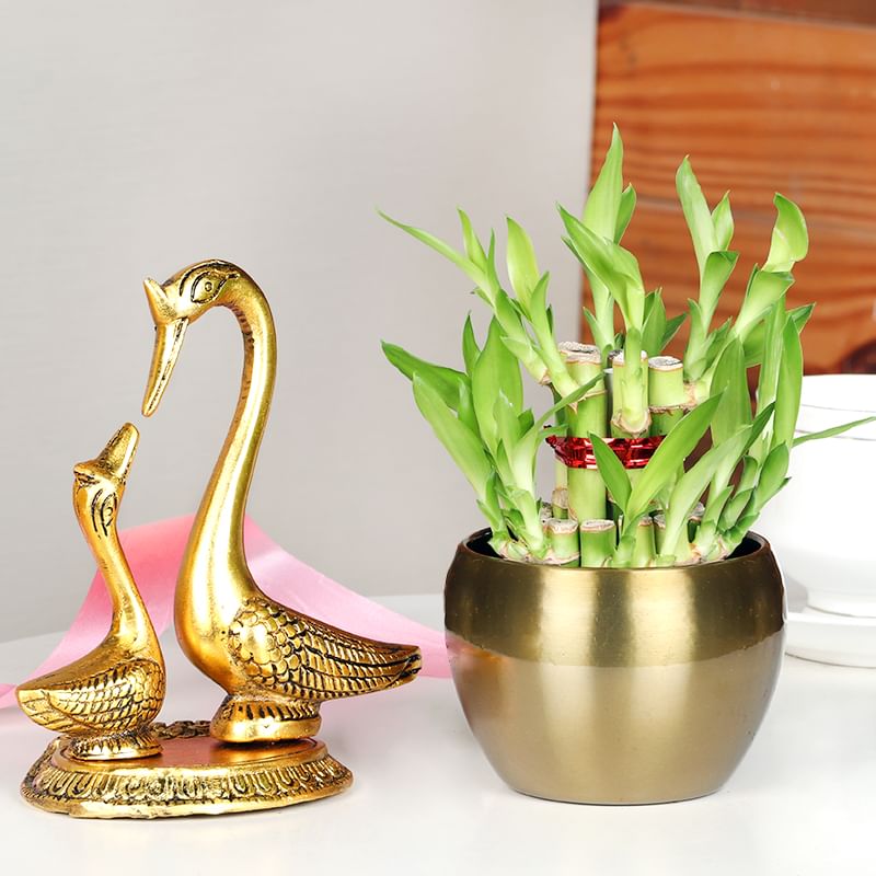 Buy Fengshui Bamboo Duck Gift Online