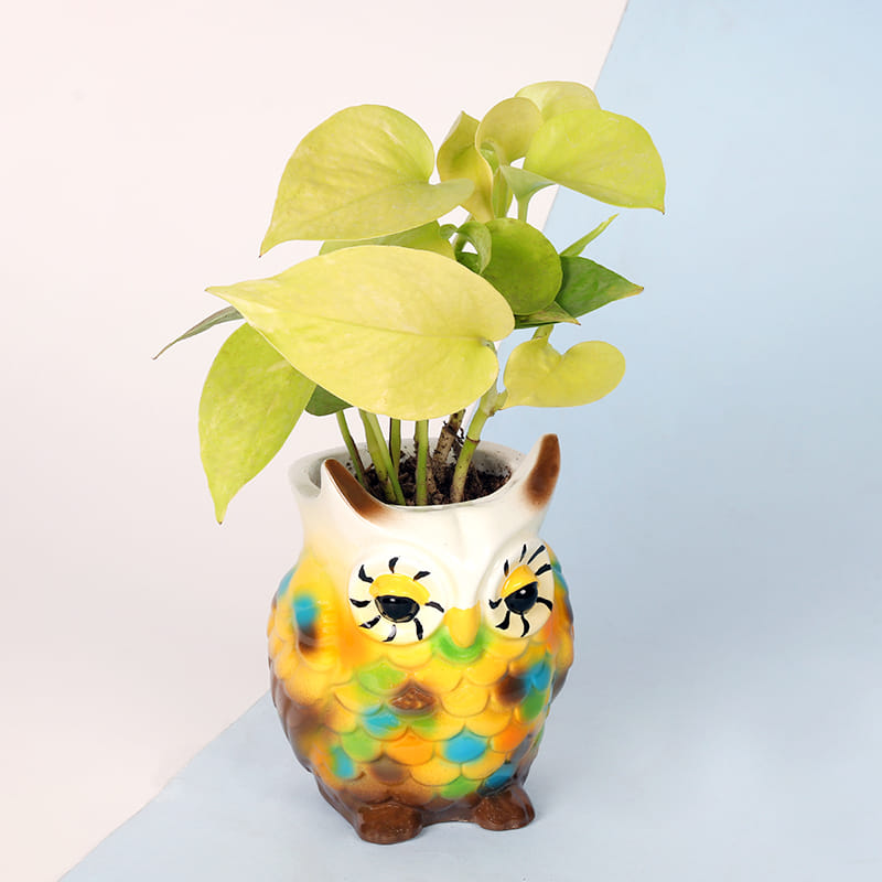 Buy Fengshui Lucky Money Plant Online