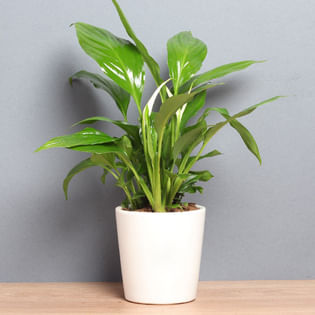 The Hybrid Peace Lilly Plant