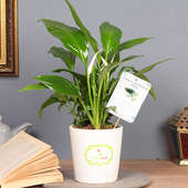 Ferns And Palms - Air Purifying Plant Indoor in Signature Conical Vase