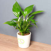 Buy Ferns And Palms Plant Online