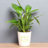Send Ferns And Palms Plant Online
