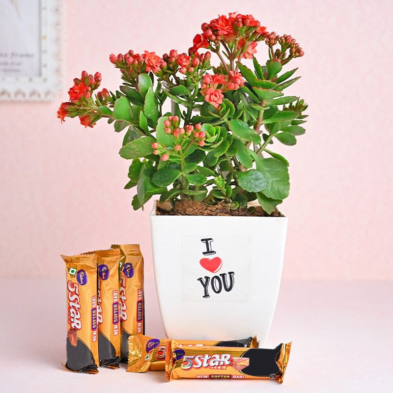 Fervourous Kalanchoe Plant Combo