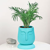 Fiber Planters