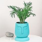 Fiber Planters