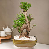 Ficus 8 Shape Bonsai Plant