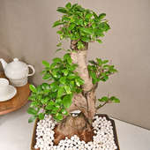 Buy Ficus 8 Shape Bonsai Plant Online