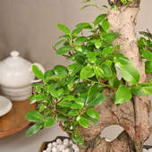 Send Ficus 8 Shape Bonsai Plant Online