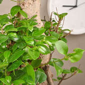 Order Ficus 8 Shape Bonsai Plant Online