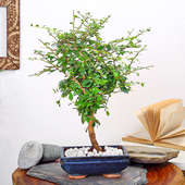 Wax Maphigia Bonsai Plant