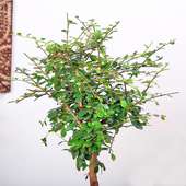 Buy Wax Maphigia Bonsai Plant Online