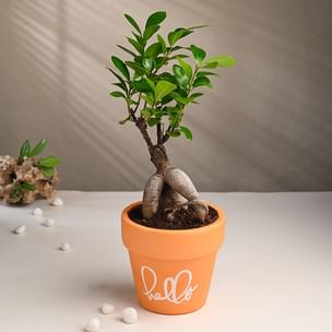 Ficus Bonsai In Aesthetic Terracotta Pot