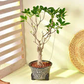 Ficus Bonsai In Black White Designer Pot