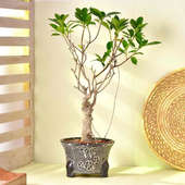 Ficus Bonsai In Black White Designer Pot