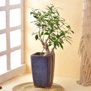 Ficus Bonsai In Blue Planter