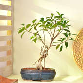 Ficus Bonsai In Blue Pot