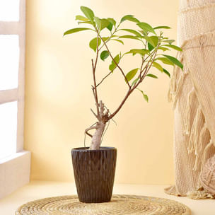 Ficus Bonsai In Brown Ceramic Pot