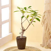 Ficus Bonsai In Brown Ceramic Pot