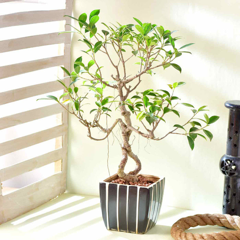 Ficus Bonsai In Ceramic Planter