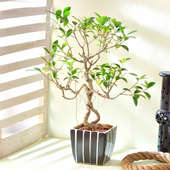 Ficus Bonsai In Ceramic Planter