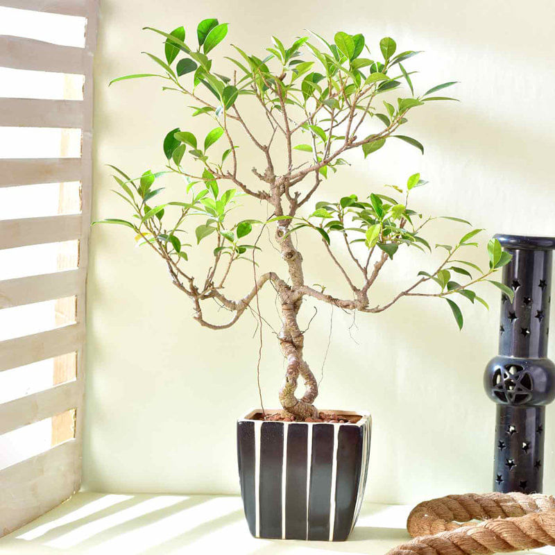 Ficus Bonsai In Ceramic Planter