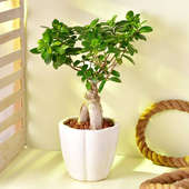 Buy Ficus Bonsai Plant Online