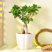 Order Ficus Bonsai Plant Online
