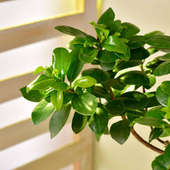 Send Ficus Bonsai Plant Online