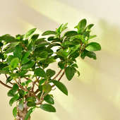 Ficus Bonsai Plant Online