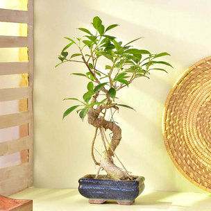 Ficus Bonsai In Curved Black Ceramic Pot