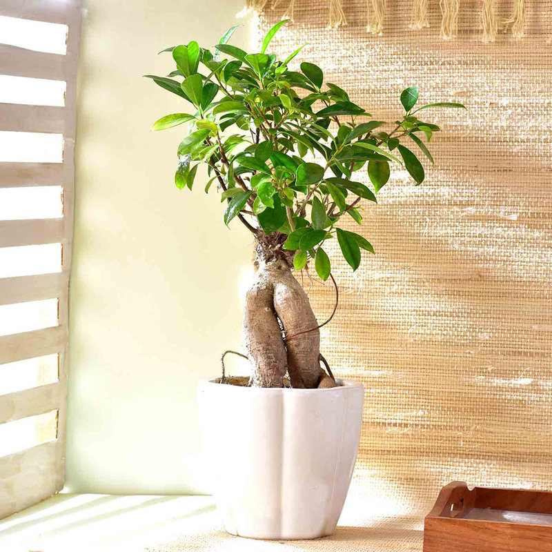 Ficus Bonsai In Elegant White Pot
