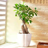 Ficus Bonsai In Elegant White Pot