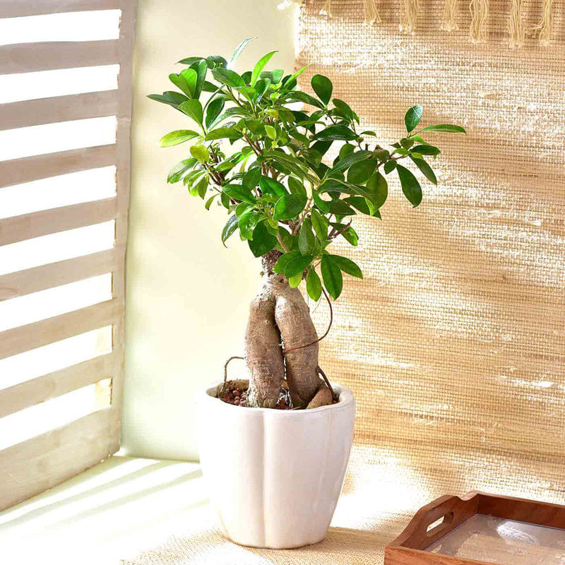 Ficus Bonsai In Elegant White Pot