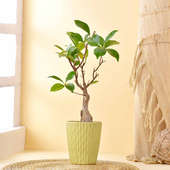 Ficus Bonsai In Lime Colour Planter